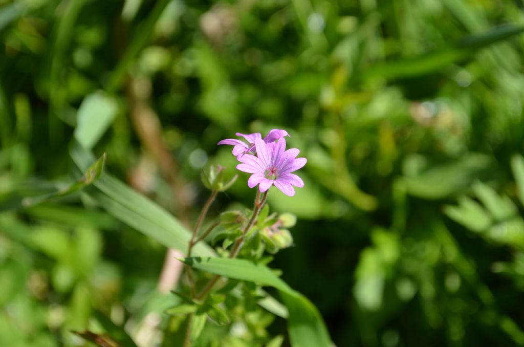 Da determinare - Geranium sp.